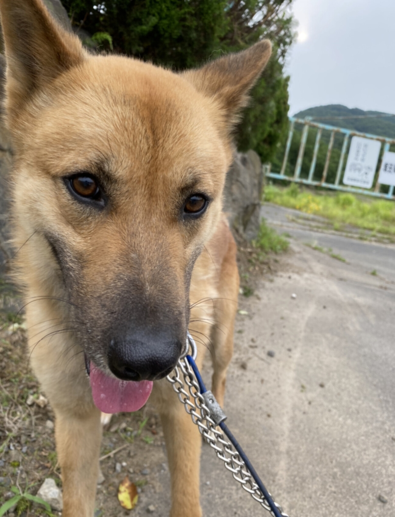 優しい性格がお顔に出てま 茨城県 犬の里親募集 4134 ペットのおうち 月間利用者150万人