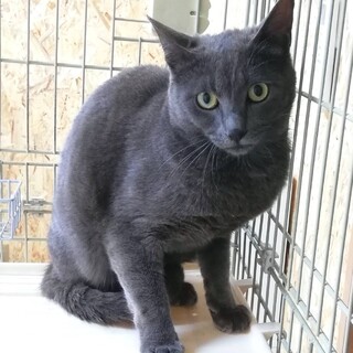 ロシアンブルー風の綺麗な男の子