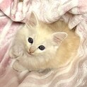 授乳中に保護クリーム長毛の人が大好きな甘えん坊秋君