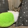 の写真