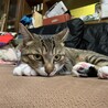 の写真
