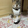 の写真