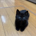 モフモフ黒仔猫キャサリン