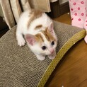 天使の羽を持つチャーリーくん