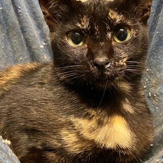 7ヶ月くらいの黒サビの女の子