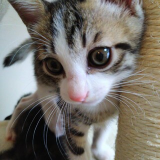 なれなれ！イケメン白きじ　ハニーちゃん