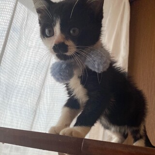 もうすぐ3ヶ月の白黒の女の子