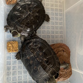 亀ちゃん2匹　人懐っこいです
