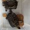 亀ちゃん2匹　人懐っこいです サムネイル2