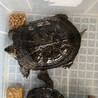 亀ちゃん2匹　人懐っこいです サムネイル3