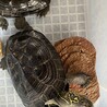 亀ちゃん2匹　人懐っこいです サムネイル4