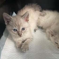 超☆子猫ラッシュ!! in豊明☆保護猫の譲渡会2022年7月2日（土）～  ちーむ にゃいんず