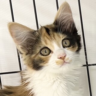くっきりアイライン⭐︎希少クリーム混長毛三毛プリン