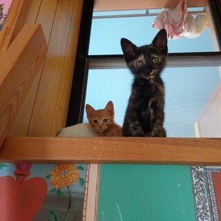 人懐っこいサビちゃん