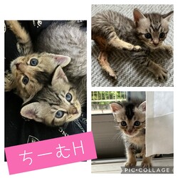 超☆子猫ラッシュ!! in瀬戸☆保護猫の譲渡会2022年7月2日（土）～ ちーむ にゃいんず