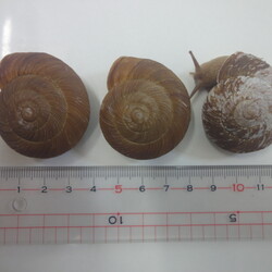 「「カンちゃん2世」孵化から4年（6/28）」サムネイル2