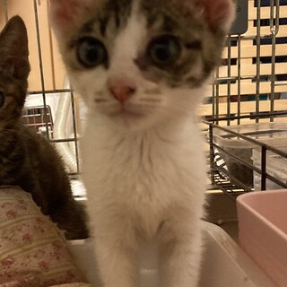 綺麗にアイライン入ってます　カラー