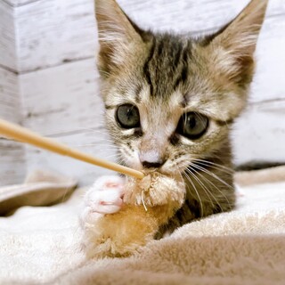 家族が出来ました！小岩井くん♡