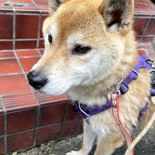 人馴れ抜群、穏やかで飼いやすい柴男子むつき