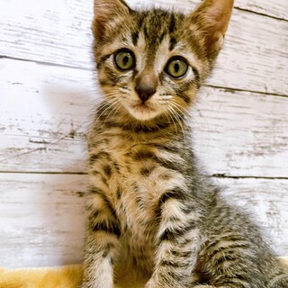 家族が出来ました！かつおくん♡