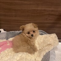 ラフ