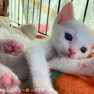 5月中旬うまれ　5兄妹の男の子