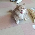 ※至急　チワワのくるみちゃん（ 11歳♀）里親募集