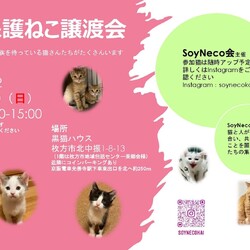 保護ねこ譲渡会 @枚方市 (SoyNeco会）