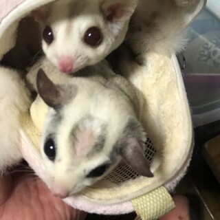 フクロモモンガ、ペアの里親募集（里親様決定）