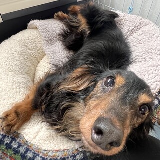 お散歩だいすき　おっとりダックス♂5.6歳