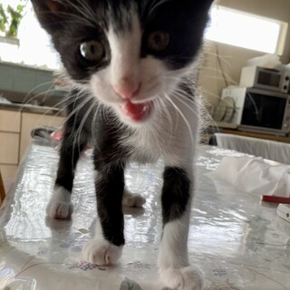 ママ猫亡で保護★白黒ハチ割れ★カカオくん