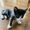 ママ猫亡で保護★白黒ハチ割れ★カカオくん サムネイル3