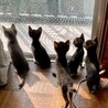 ママ猫亡で保護★白黒ハチ割れ★カカオくん サムネイル5