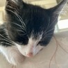 ママ猫亡で保護★白黒ハチ割れ★カカオくん サムネイル2