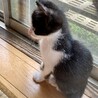 ママ猫亡で保護★白黒ハチ割れ★カカオくん サムネイル4