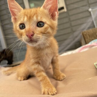 三兄弟！！里親さん募集！