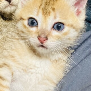 ありがとうございました