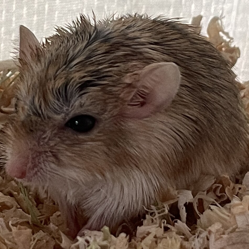 マカロニマウスのカバー写真