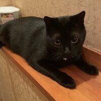 あんこ