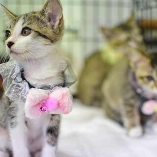 生後3ヶ月のキジ白ブラザーズ