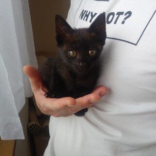 甘えん坊の黒猫ちゃん、