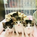 5月14日生まれの子猫たち♪かわいい盛りです！