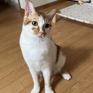 可愛くシッポをフリフリ♡きょうくん
