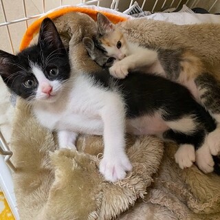 5日間何も食べずに頑張ってた可愛い兄妹