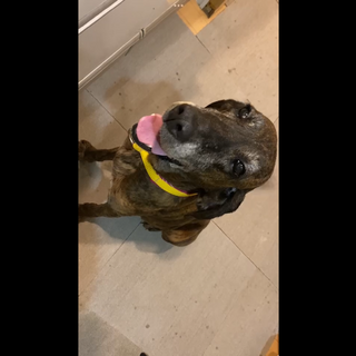 プロットハウンドのデイジー、家族を募集します！