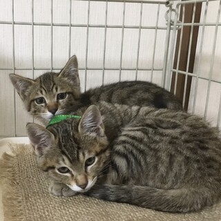 終生飼える方求む