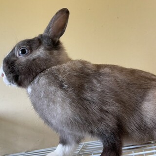 ミニうさぎ里親募集