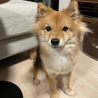もこ