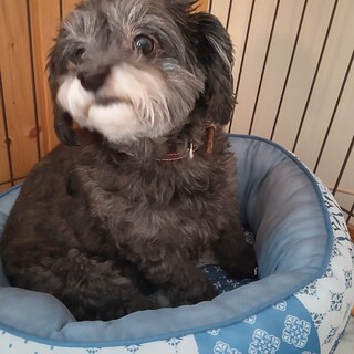 人懐こいトイプーMIXです