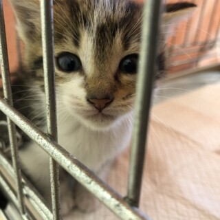 正式譲渡♥️地域猫レスキュー♥️炉